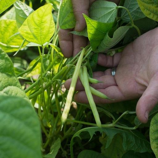 TC3Farm's profile picture. 