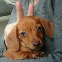 Pixie the Doxie (@pixdox) 's Twitter Profile
