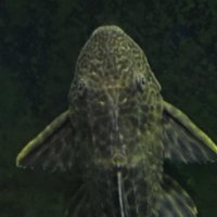 Ian Pleco (@cutterlen) 's Twitter Profile