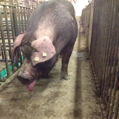 Raising pigs in Ontario, living the dream
