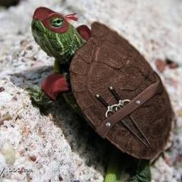 realturtlefin's profile picture. 
