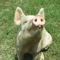 Our Valid Sanctuary! (@pigs_matter_too) 's Twitter Profile