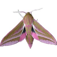 Ian Kimber (@ukmoths) 's Twitter Profile