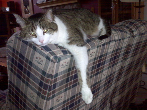 SoxTheFatCat's profile picture. RIP May 2015 after 16 wonderful years with his pet humans.