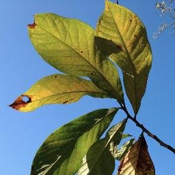 JoannaBrichetto's profile picture. Nashville Naturalist, Writer