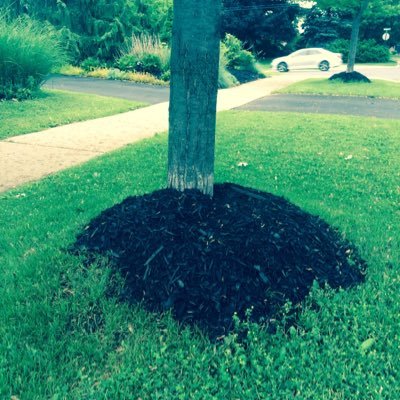 exposing crimes against the #urbanforest: tag for repost mulch volcanoes, trunks damaged, topping, poor planting/pruning, bad ties/cables, wrong tree/ place