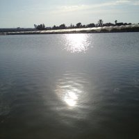 Inmaculada Pascual (@inpasvi) 's Twitter Profile