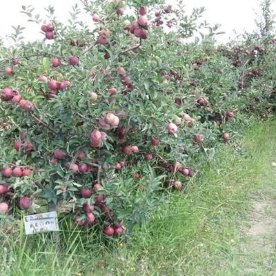 galatiatarim's profile picture. x