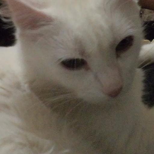 eliseteleyesnob's profile picture.