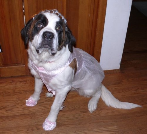 I'm a dainty 135# St Bernard lap child playing in the Pacific NW