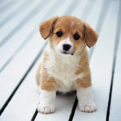 I'm just a puppy trying to find its place in the world.