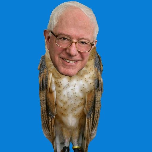 Birdie Sanders, the high-flying Democratic candidate. Known for landing on @BernieSanders's podium. DM me suggestions if you have any! #BirdieSanders