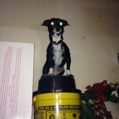 DarlaOnThings's profile picture. 