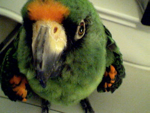 greenparrot