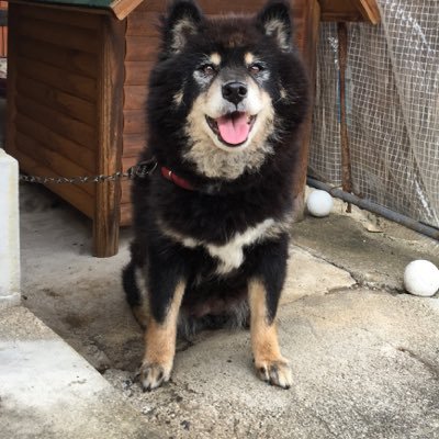 kamigonbe's profile picture. 静岡にいます、ときどきつぶやきます。宜しくです。