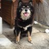 kamigonbe's profile picture. 静岡にいます、ときどきつぶやきます。宜しくです。