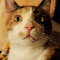 Sharon (@ftgrwfe) 's Twitter Profile