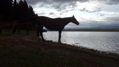 Cría de caballos POLO ARGENTINO.
cria@alvarezrivero.com