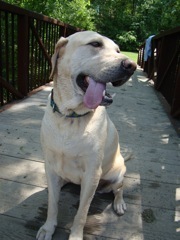 DeepDogThoughts's profile picture. What my dog thinks when he actually stops and thinks about things.