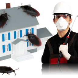 Pest Control Houston has been one of the forerunners of pest control practice in the city of Houston. Call us at 713-755-6024.