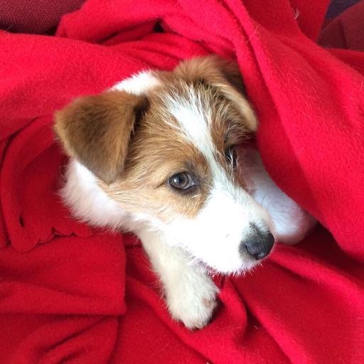 Soy un Jack Russell que vivo en Barcelona. Nací el 7 de Agosto del 2015