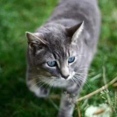 Handsome gray tabby tom, blue eyes. Doesn't trust cats easily. Loner and no clan, Mate: Likha, @Gale06296971