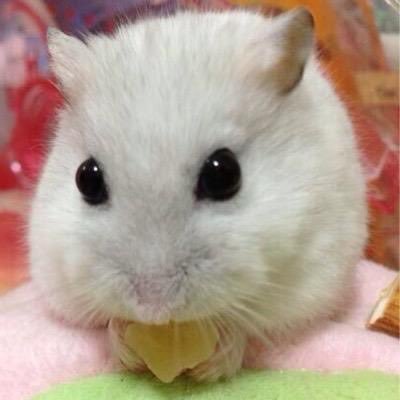 kyo82bs's profile picture. ➷☽⋆゜バトスピやってました➷☽⋆゜