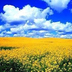 GBiondi82's profile picture. 