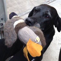 Cantabria (@cantabriadog) 's Twitter Profile