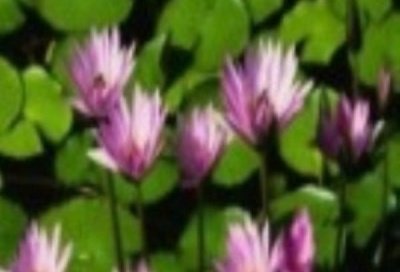 pippert38f's profile picture. U zmjevom gzdu