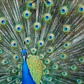 KSunata's profile picture. Wanderer