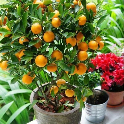 altair_abbas's profile picture. 