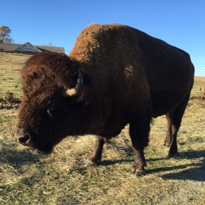 manxtrosity's profile picture. 