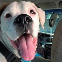 Menace Mic (@michaeldecicco9) 's Twitter Profile