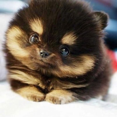 TaisOvidio's profile picture. 