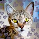 Stacey Chen - @twomamacats - Twitter