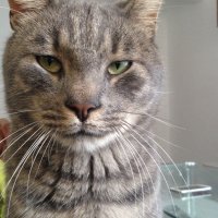 Evis (@seofilicos) 's Twitter Profile