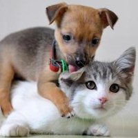 Dog and Kitty (@dognkitty) 's Twitter Profile