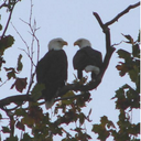 Paula Compton - @eagletmomster - Twitter