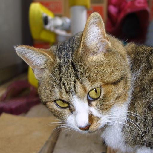 raysgz10's profile picture. 防壁張って自閉モード
シャドウムーンの心が知りたい
GZ10ソアラ　ジャイロキャノピー　EOSD30　ミニチュアピンシャー　ヨークシャテリア　などあれこれ