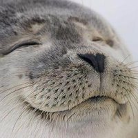 はぴたん (@hapitann) 's Twitter Profile Photo はぴたん (@hapitann) 's Twitter Profile Photo