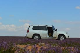 sd2020sdsa's profile picture. 