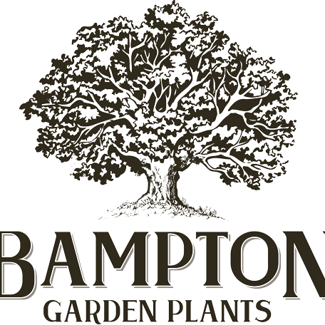 BamptonGardenPlants Profile