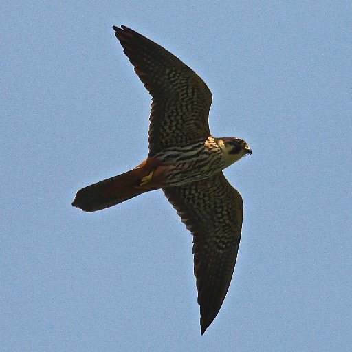 Its my Hobby! Enjoy Birding Wildlife & sharing photos. tours on going Ireland, Love Scotland & the Outer Hebrides. Talks on the Exe Estuary Birds on request.
