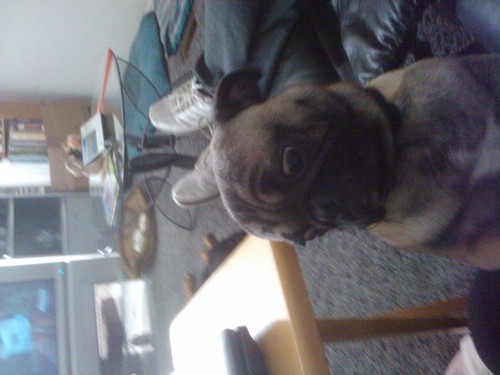 rtcdriver's profile picture. working lady who loves aimals