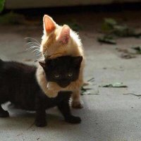 Owlpaw (@owl_kit) 's Twitter Profile