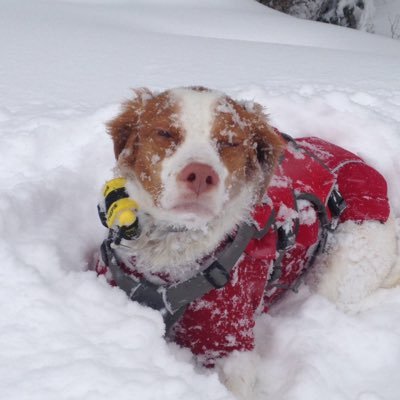 EttaTheDog261's profile picture. 