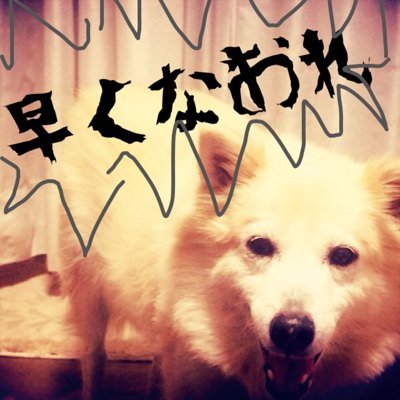 _soi_soi_'s profile picture. ほぼフジ宿シェア募集垢です。一度だけCoachella行きました。