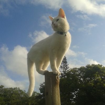 MForword's profile picture. 