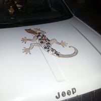 welsh_terence's profile picture. 